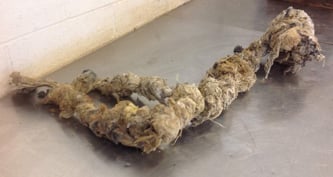 Fatberg