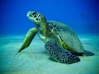 sea-turtle