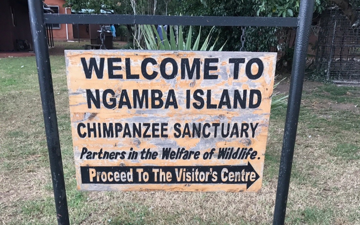 Welcome to Ngama Island Chimpanzee Sanctuary