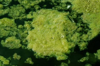 algae-bloom.jpg